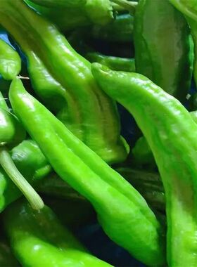 【现摘现发】新鲜绿色健康苏椒无残留微辣薄皮青椒