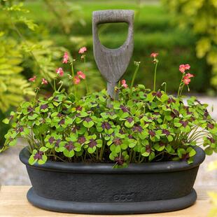 新球现货 春植酢浆草种球 幸运四叶草铁十字种球现货庭院易爆盆