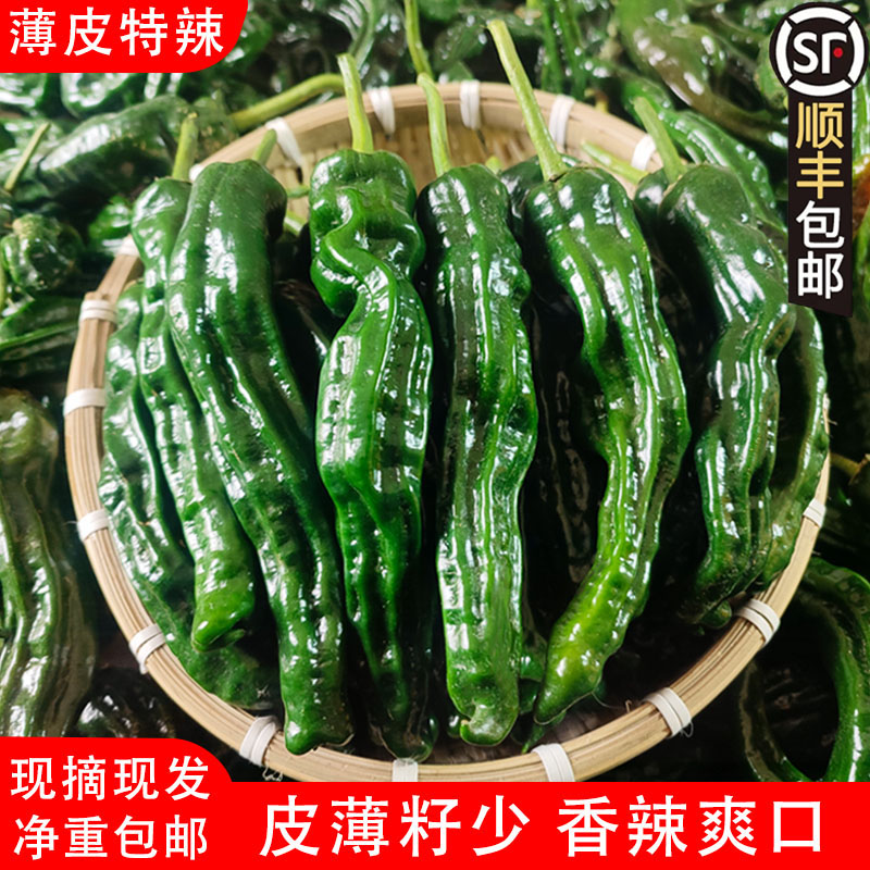 薄皮特辣香辣小皱皮辣椒