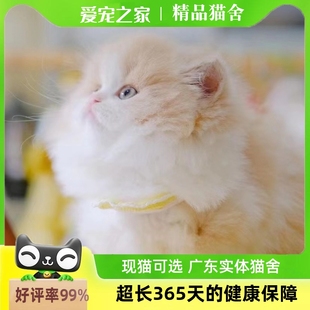 高品质精品猫猫米努特矮脚蓝金紫金渐层英短包子脸猫咪金渐层出售