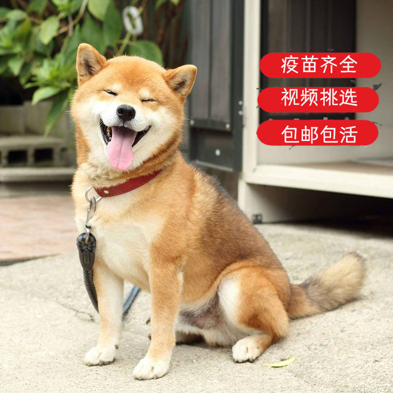 纯种柴犬幼犬日本柴犬幼崽小型犬狗狗