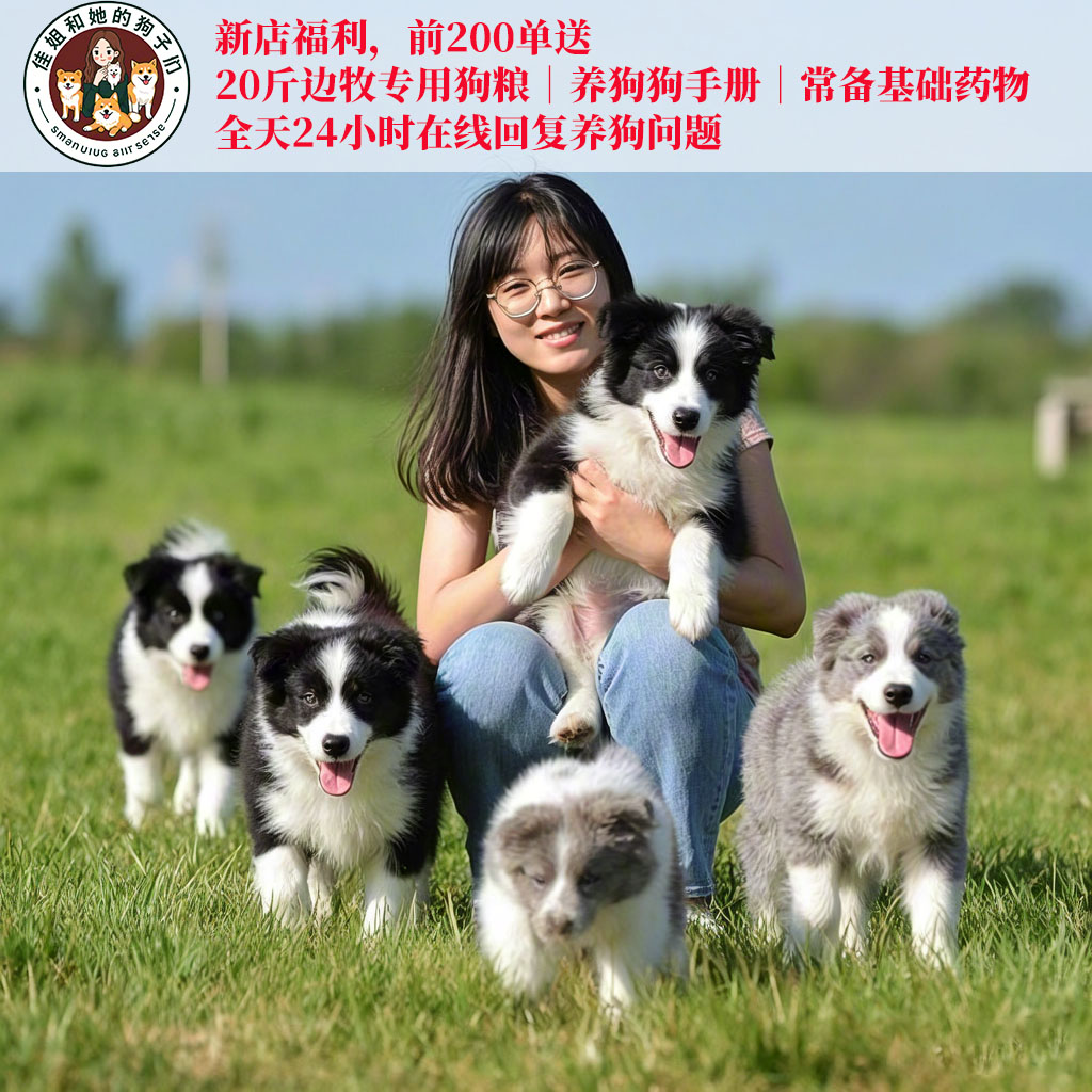 纯种边牧犬黑白陨石色边牧幼犬中狗狗