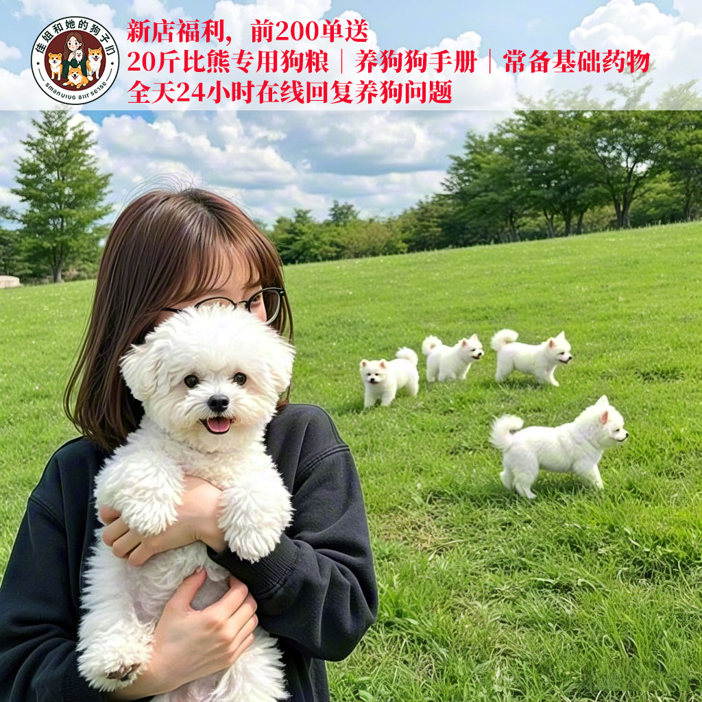 比熊幼犬纯种小体比熊犬长不大飞耳茶杯犬活体小型犬家养宠物狗狗