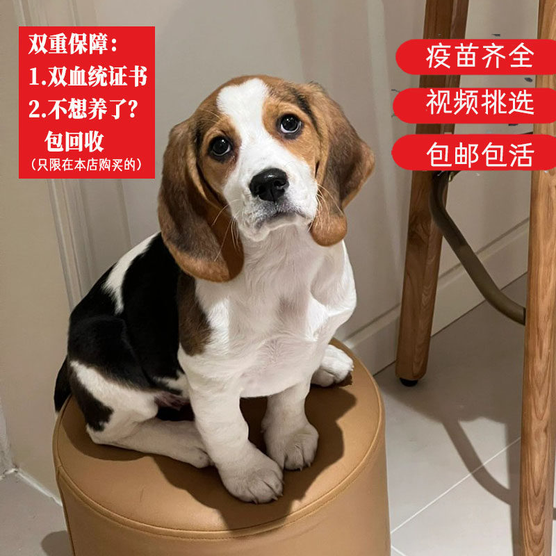 比格犬幼犬纯种大耳朵巴吉度犬活狗狗