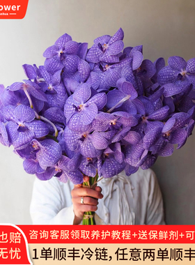 胡姬花鲜花室内水培花卉客厅家用插花紫色兰花礼物云南基地直发