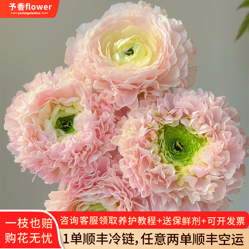 新鲜洋牡丹鲜花锦鲤洋牡丹鲜花水养真花云南基地直发顺丰快递包邮