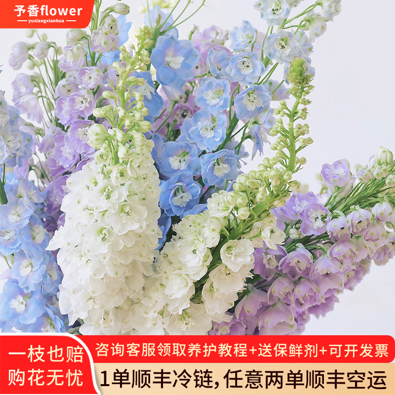 鲜切花大飞燕鲜花花束云南直发水培绿植大花飞燕草翠雀花鲜切枝
