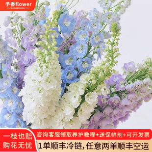 鲜切花大飞燕鲜花花束云南直发水培绿植大花飞燕草翠雀花鲜切枝