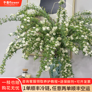 小手球鲜切花室内水培植物家用水养插花云南基地直发绣线菊鲜花