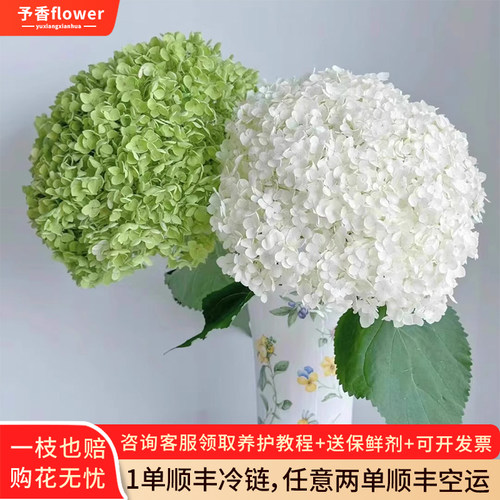 安娜绣球鲜花绿色云南基地直发白色水培绿植插花绣球花鲜切花花束