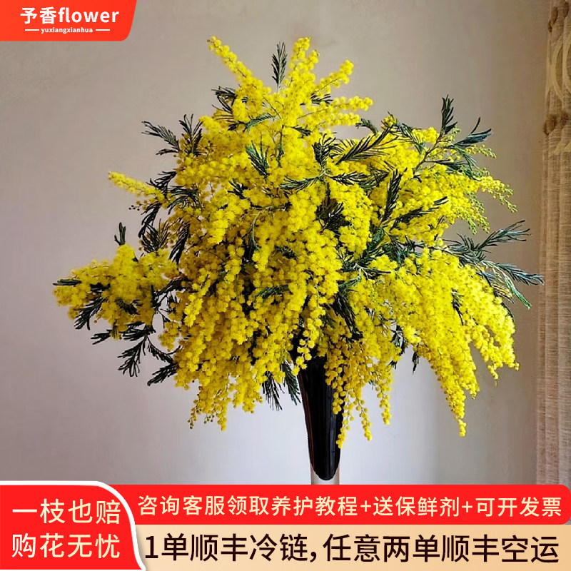 银叶金合欢鲜花云南直发家用绿植插花黄色合欢花鲜切花细叶圣诞花