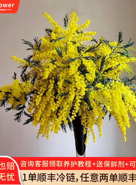 银叶金合欢鲜花云南直发家用绿植插花黄色合欢花鲜切花细叶圣诞花