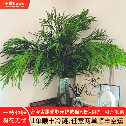 天竺少女松鲜切枝柳杉鲜花云南直发水培植物圣诞节装饰diy圣诞树