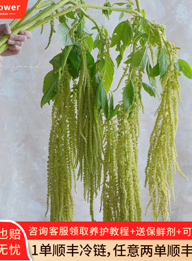 吊米花柔丽丝鲜花云南基地直发鲜切花室内新鲜插花绿色情人泪花束