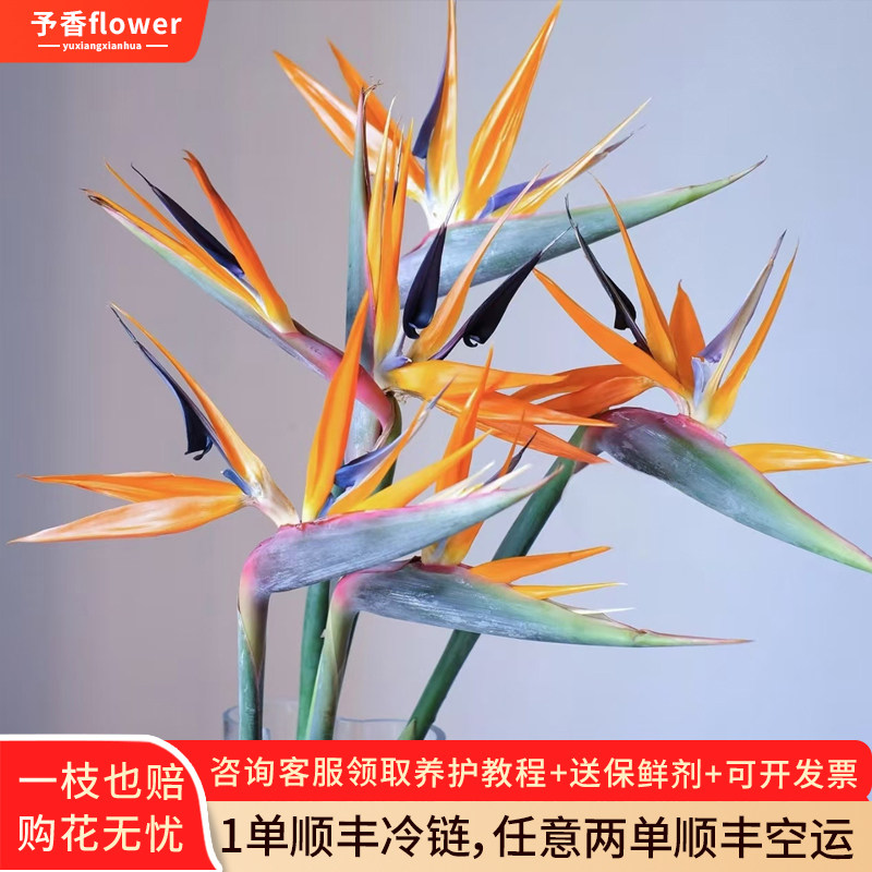天堂鸟鲜花云南直发富贵鸟鹤望兰鲜切花水培花束花瓶插花速递,鲜花速递/花卉仿真/绿植园艺,花材,淘宝优惠券,粉丝福利购,淘宝优惠卷