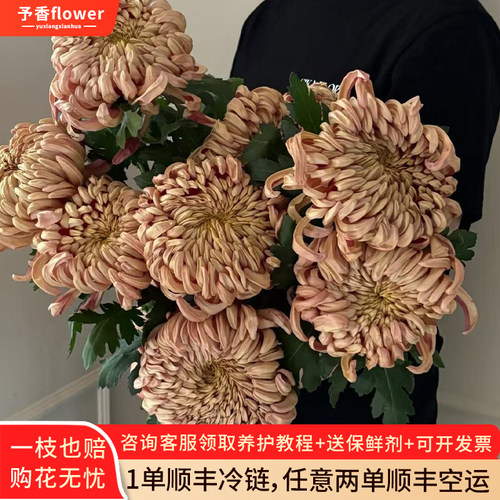 维也纳大菊安娜菊烟花菊鲜花云南基地直发水养花卉鲜花顺丰次日达