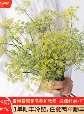 茴香花鲜花云南基地直发室内水培绿植家用插花花艺花材黄色真花