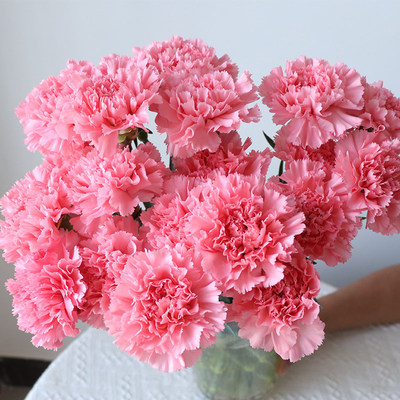 康乃馨鲜花云南基地直发家用水养插花三八节妇女节鲜切花花束批发