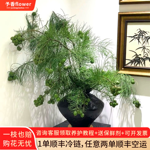 池杉果鲜切枝新鲜真花室内水培植物家用插花云南基地直发松果顺丰