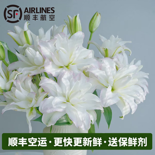 冰美人重瓣香水百合鲜花云南基地直发室内水养插花顺丰空运次日达