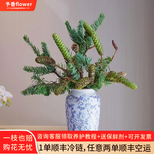 松塔鲜切枝鲜花云南直发松木室内松果插花干花水培绿植松枝鲜切花