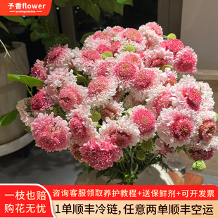 松虫草蓝盆花鲜花家用顺丰包邮基地直发家用插花水养昆明斗南配花