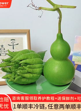 青皮葫芦佛手摆件云南基地直发天然青葫芦福禄双全佛手柑顺丰包邮