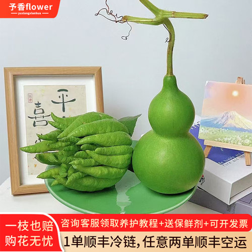 青皮葫芦佛手摆件云南基地直发天然青葫芦福禄双全佛手柑顺丰包邮