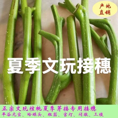 文玩桃接穗麻核桃嫁接枝条