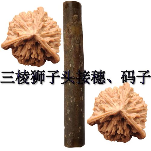 文玩桃接穗麻核桃嫁接枝条