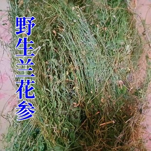 兰花参整棵金线吊葫芦 寒草 蓝花参土参细叶沙参蓝花草中药材