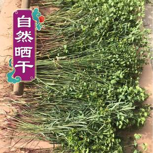 猫眼草小叶野生带根干货猫儿眼新货马虎眼草非泽漆胭脂草切片