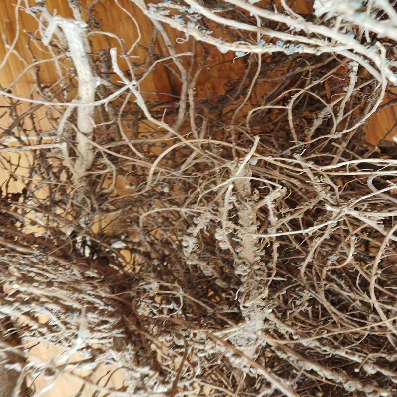 释珠根中药材西藏特产整个释珠根免中药材西藏特产释珠根