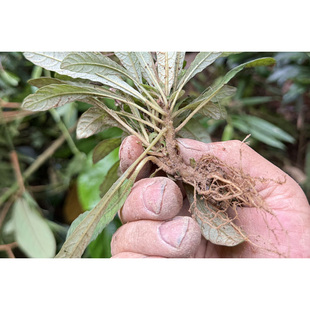 野生白背草 白背仔 中草药白花地胆头干品切片