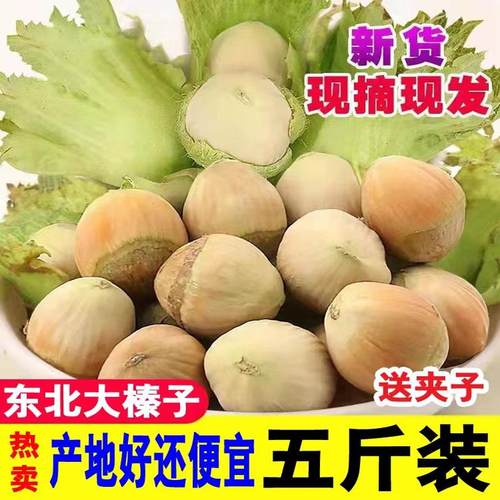 2025年东北新鲜水瓤大榛子