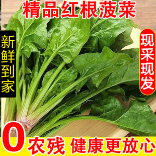 新鲜菠菜时令蔬菜农家自种现摘现发蔬菜生鲜蔬菜火锅食材火锅配菜