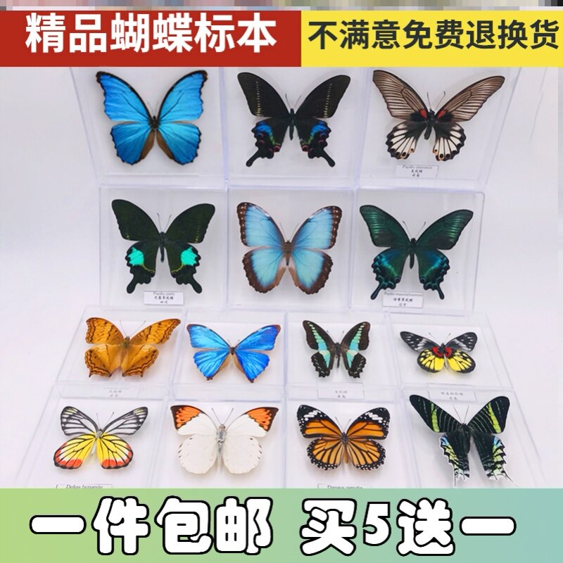 蝴蝶教具素材模板 蝴蝶教具图片下载 小麦优选