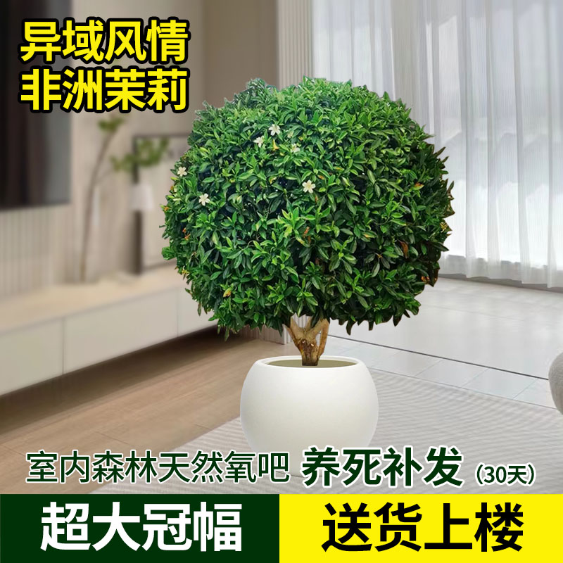 非洲茉莉大盆栽虎头茉莉老桩绿植