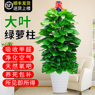 大叶绿萝柱盆栽客厅绿植室内吸甲醛净化空气办公室大型绿箩好养活