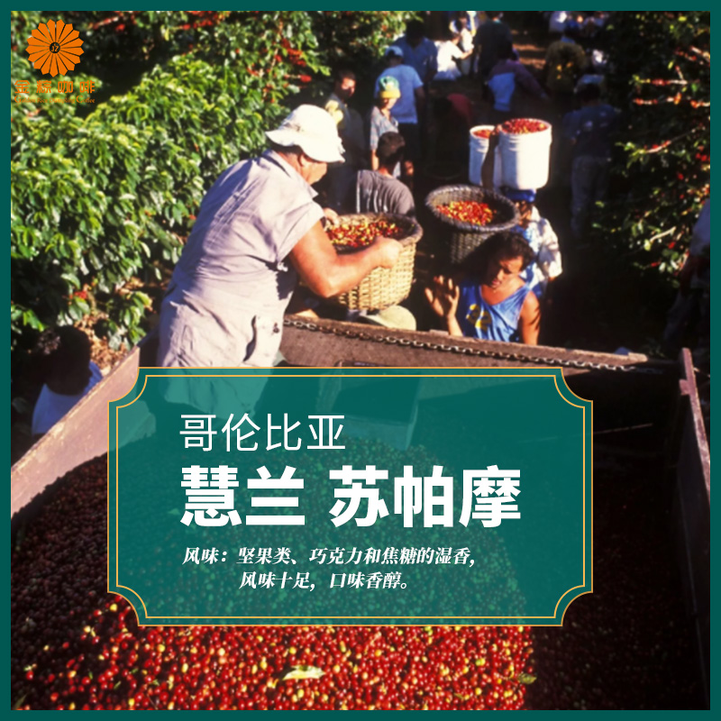 包邮1kg金粽慧兰苏帕摩哥伦比亚