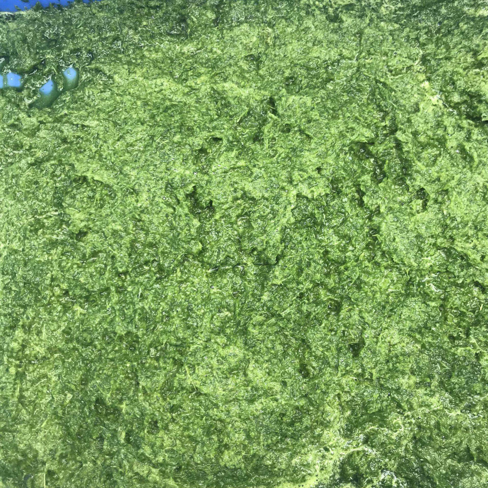*土豆南瓜打碎研磨机 新鲜青红辣椒蒜头打碎机菠萝刺梨破碎切碎机