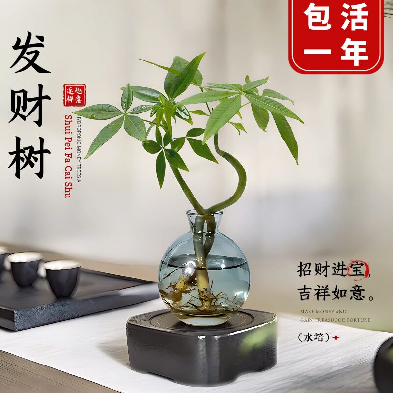 发财树小盆栽水培植物办公室内桌面绿植客厅招财摆件四季常青好养