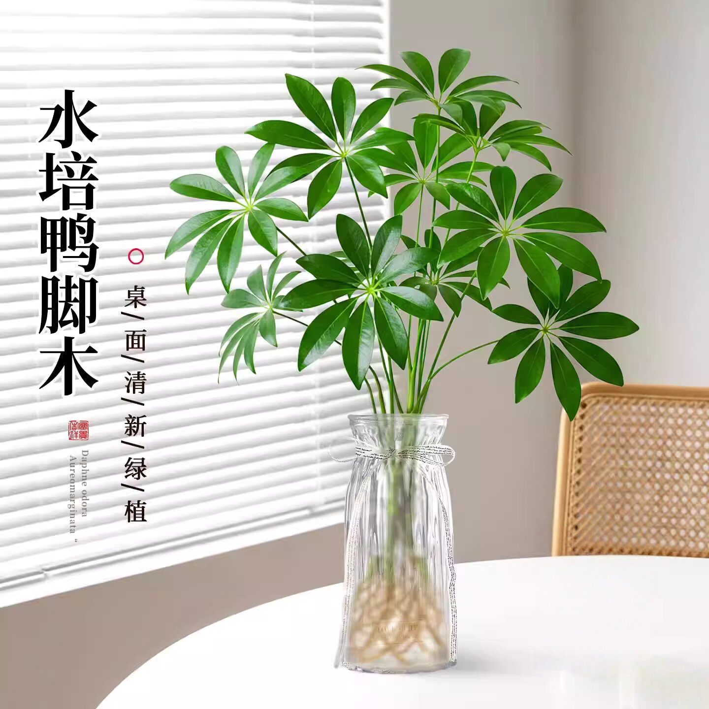 八方来财鸭脚木水培植物室内盆栽好养四季常青办公室绿植驱蚊招财