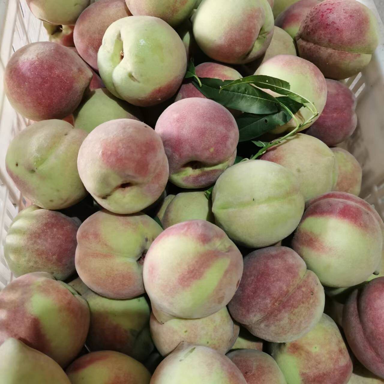 正宗山东冬桃孕妇水果