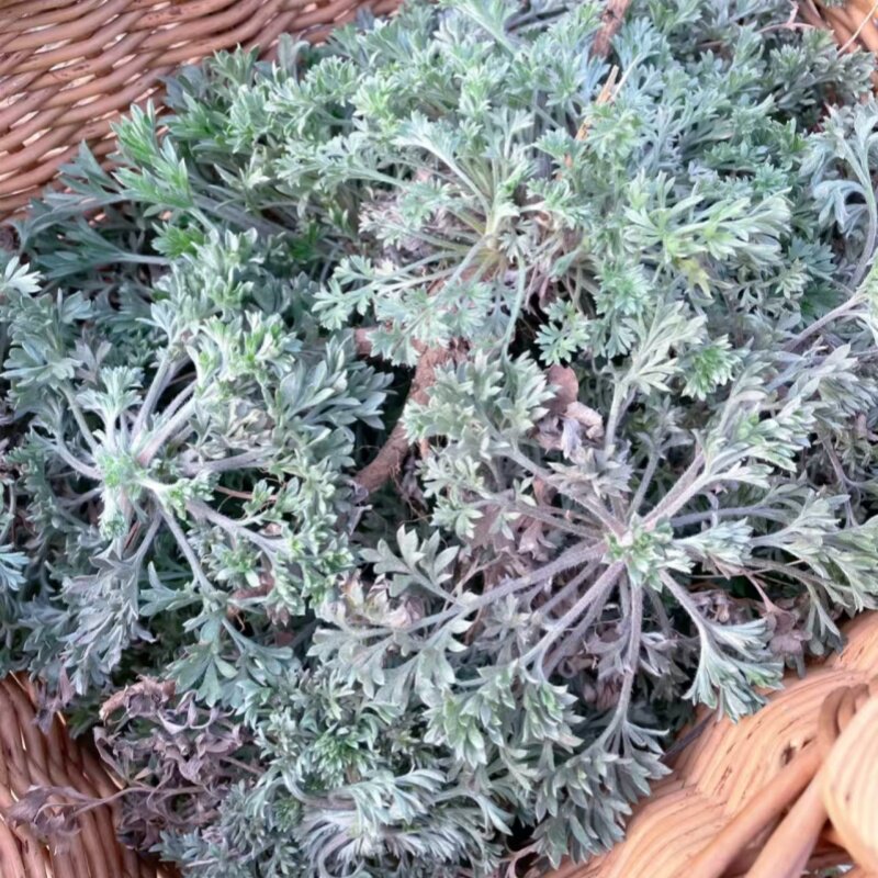 头茬抢新鲜山东五莲山野生茵陈茶现采现发整棵新货中药材白蒿包邮