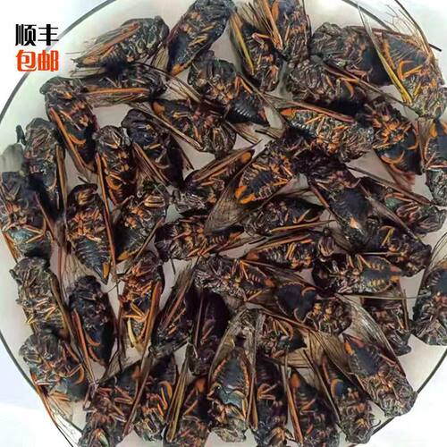 2026山东大个蜕皮脱壳生肉黑蝉黑