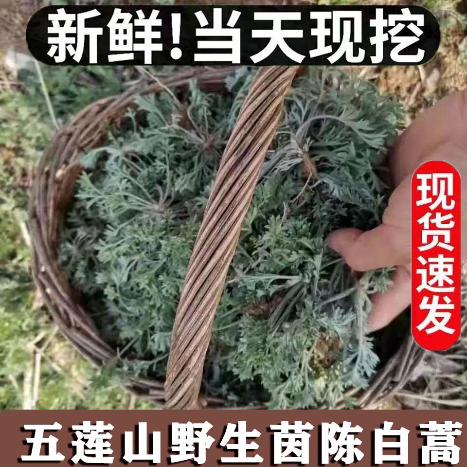 农家时令野生白蒿新鲜野菜野生茵陈新鲜绵茵陈茵陈蒿应季现挖现发