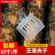 包邮 夹子王笼塑料书夹式 王笼蜂王夹子塑料囚王笼抓王夹10个装