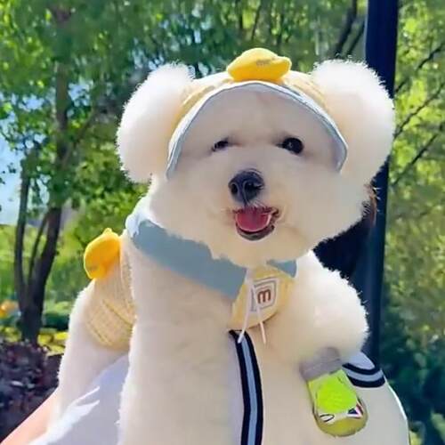 狗狗帽子遮阳帽夏季小狗防晒帽露耳朵渔夫帽小型犬泰迪比熊太阳帽