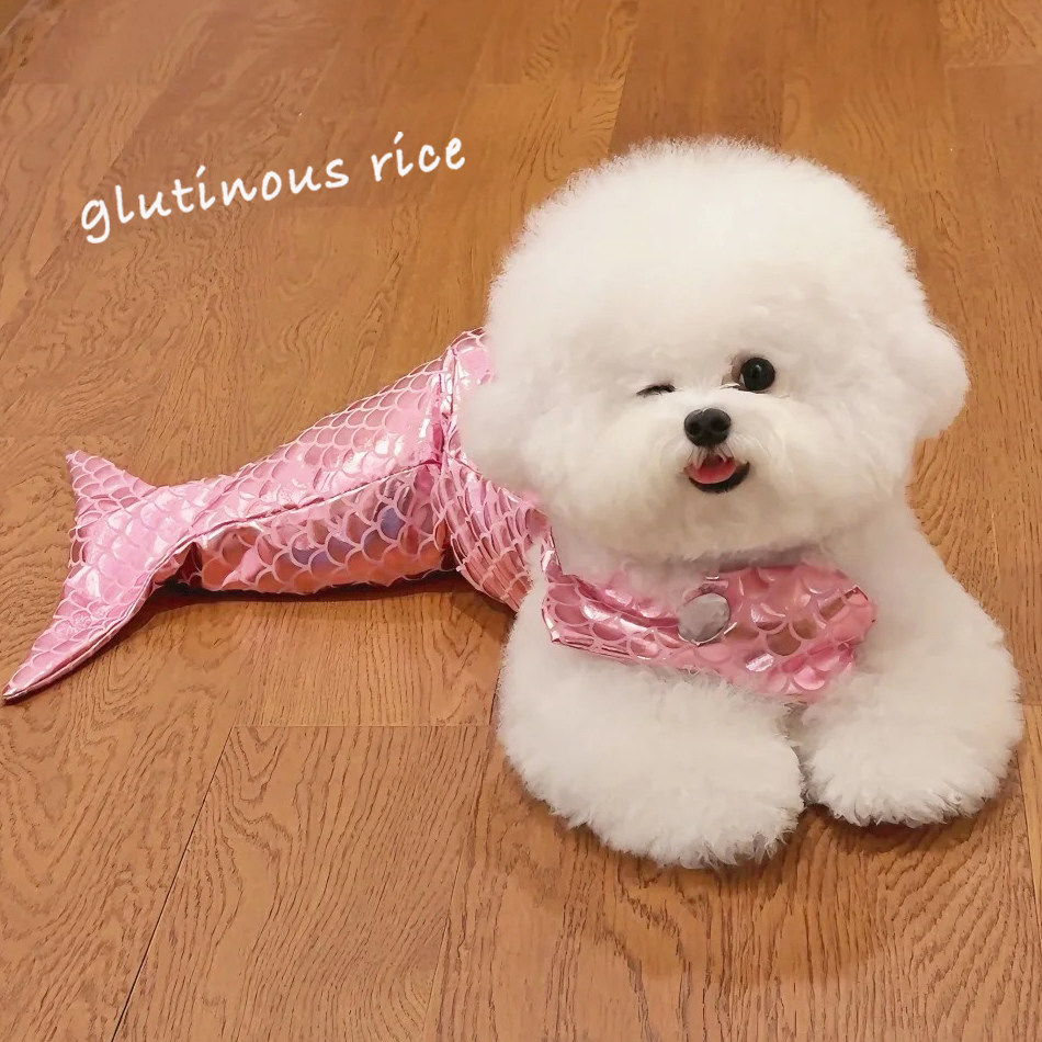 宠物狗狗猫咪美人鱼可爱搞笑鱼尾巴造型变装比基尼衣服泰迪比熊,宠物/宠物食品及用品,狗宠物服装/雨衣,淘宝优惠券,粉丝福利购,淘宝优惠卷